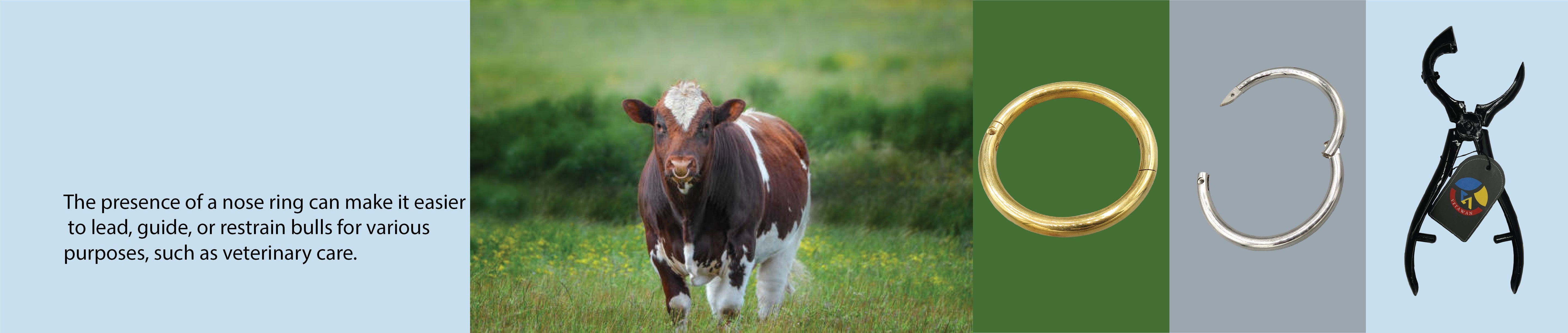 Bull nose ring, bull holder
